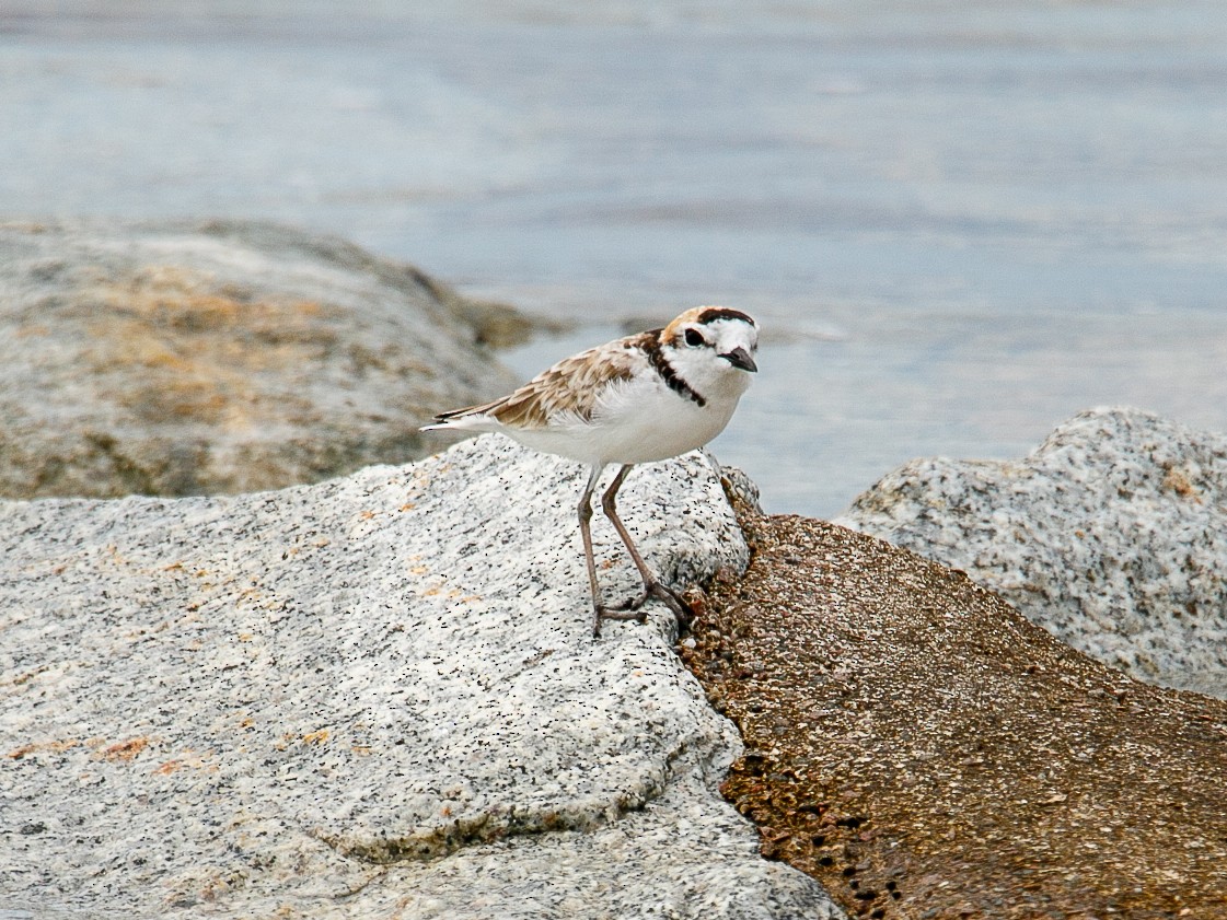 Malaysian Plover - ML644068724