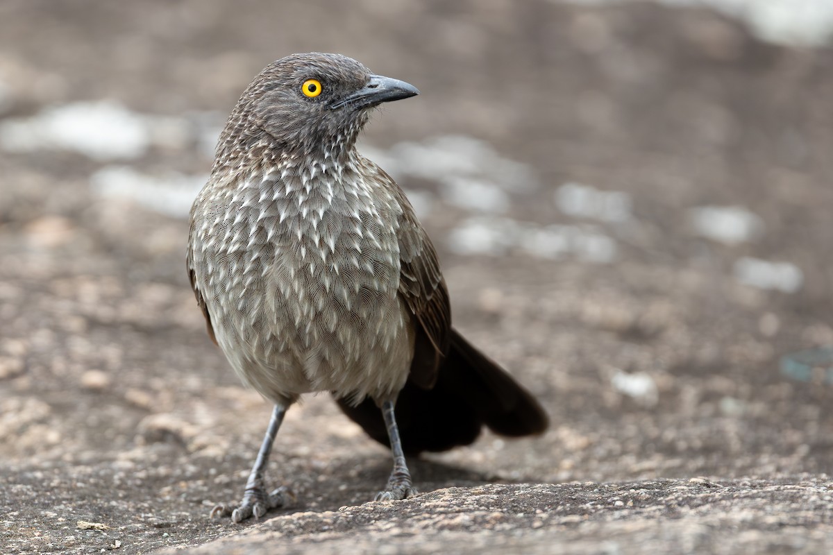 Arrow-marked Babbler - ML644068728