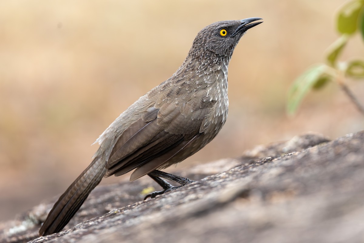 Arrow-marked Babbler - ML644068729