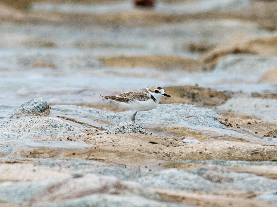 Malaysian Plover - ML644068745