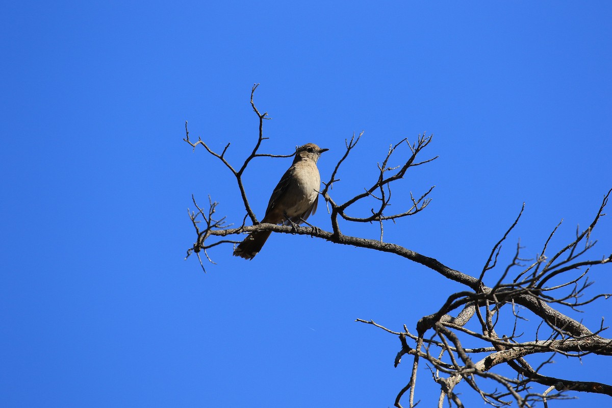 Southern Scrub-Robin - ML644068749