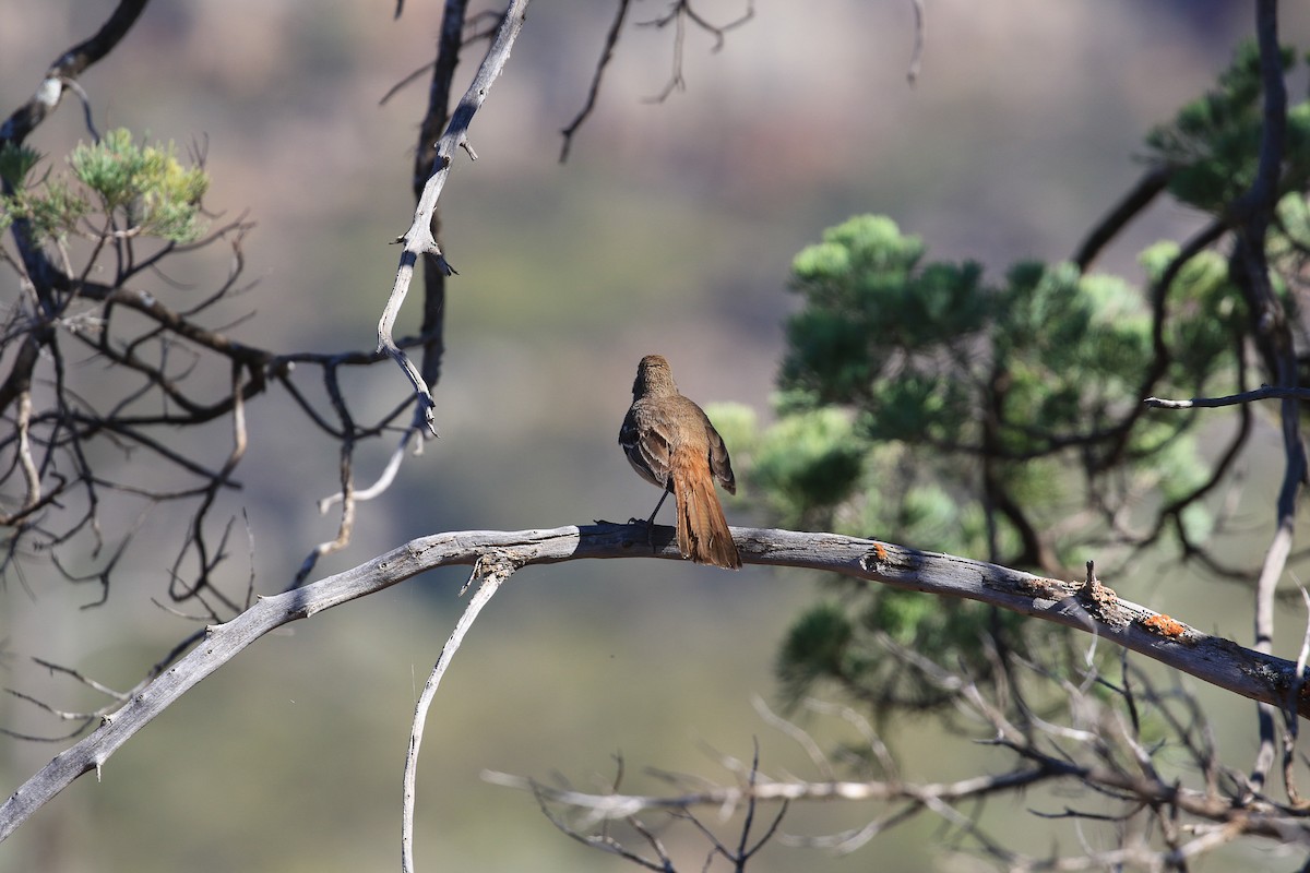 Southern Scrub-Robin - ML644068750