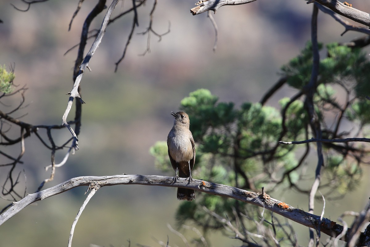 Southern Scrub-Robin - ML644068751