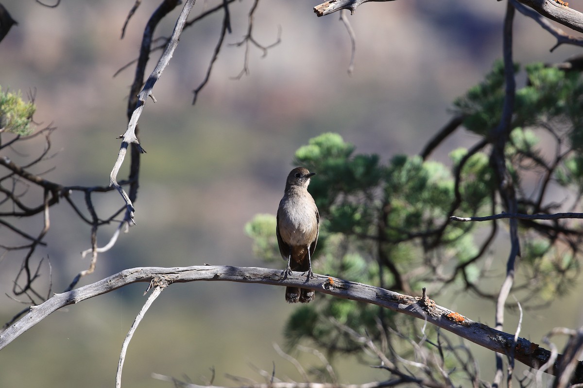 Southern Scrub-Robin - ML644068752