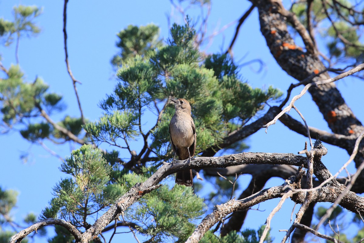 Southern Scrub-Robin - ML644068753