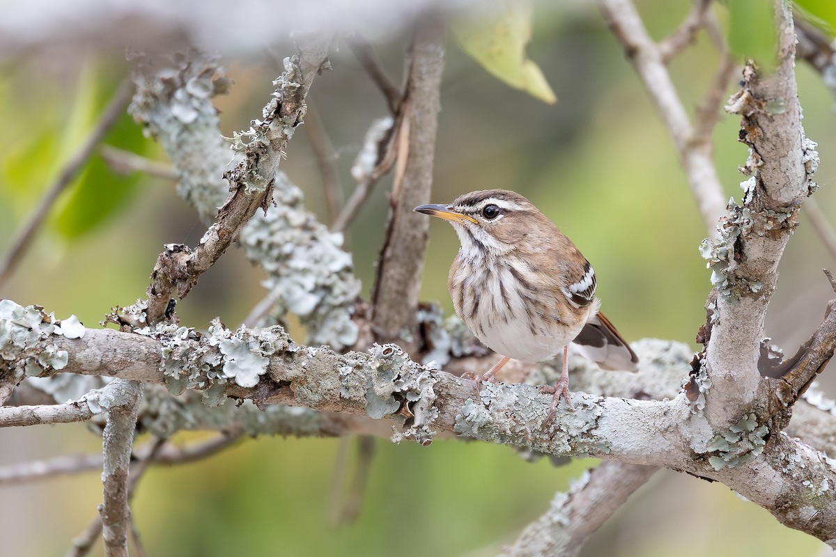 White-browed Scrub-Robin - ML644068755