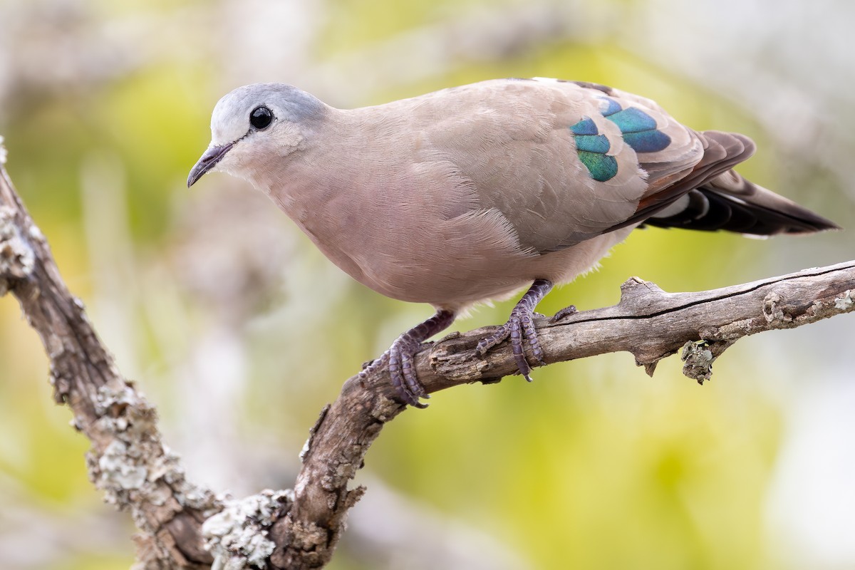 Emerald-spotted Wood-Dove - ML644068764