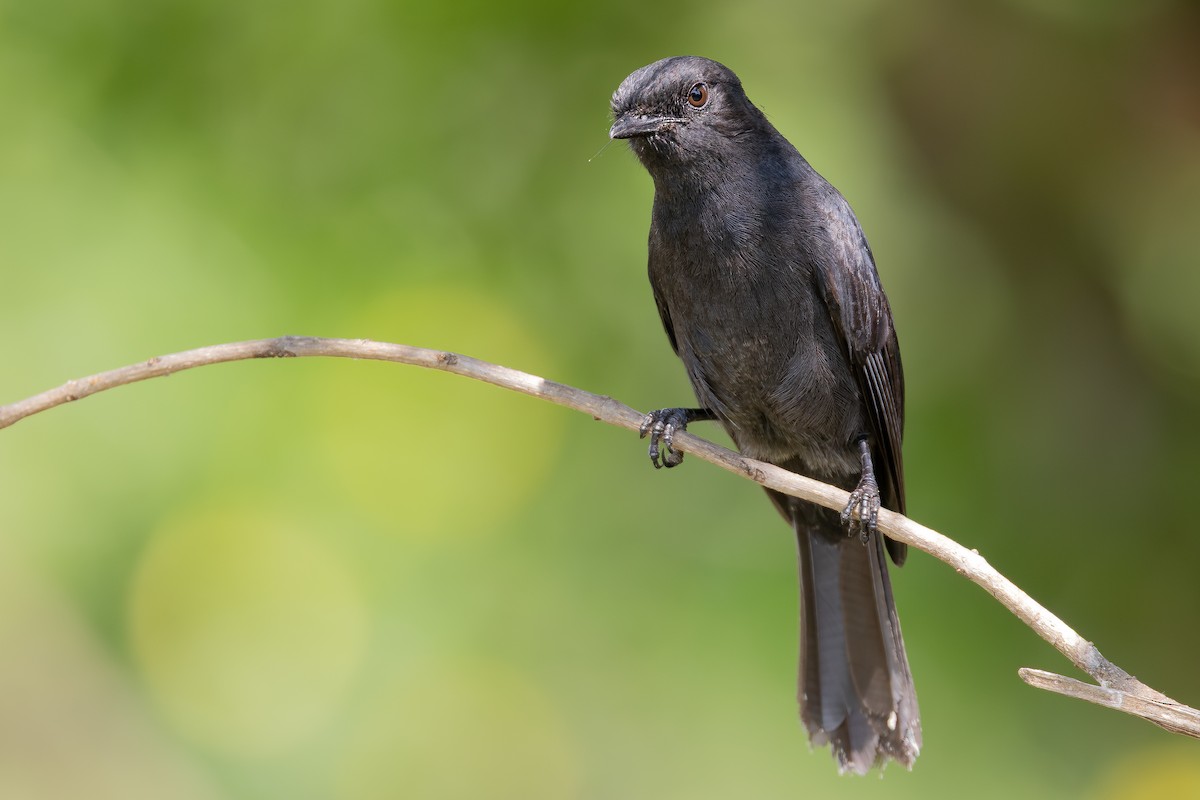 Northern Black-Flycatcher - ML644068776