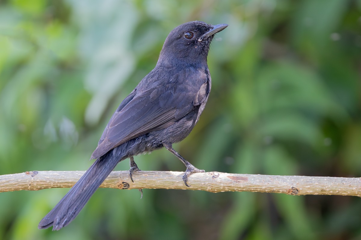 Northern Black-Flycatcher - ML644068777