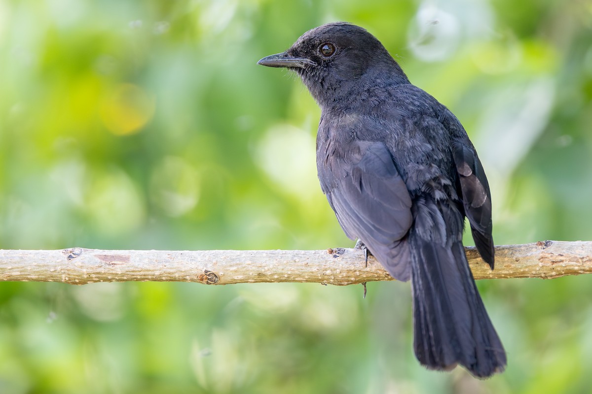 Northern Black-Flycatcher - ML644068778
