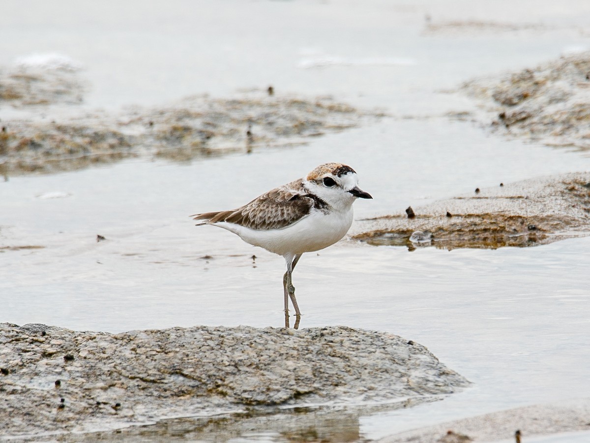Malaysian Plover - ML644068782