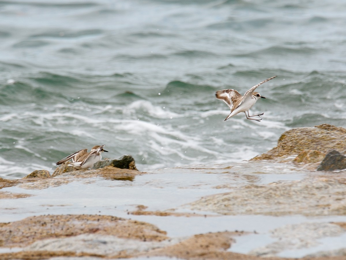 White-faced Plover - ML644068784