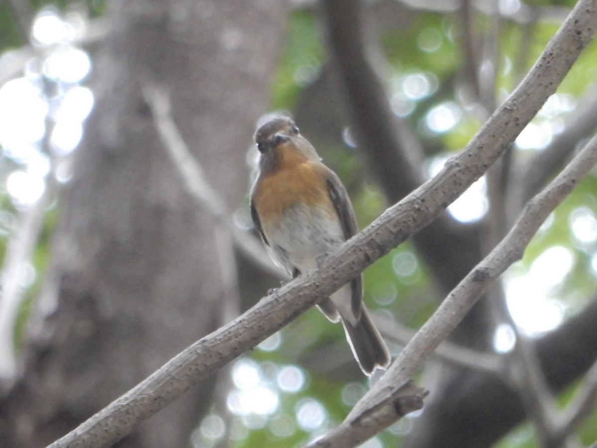 Hainan Blue Flycatcher - ML644068798