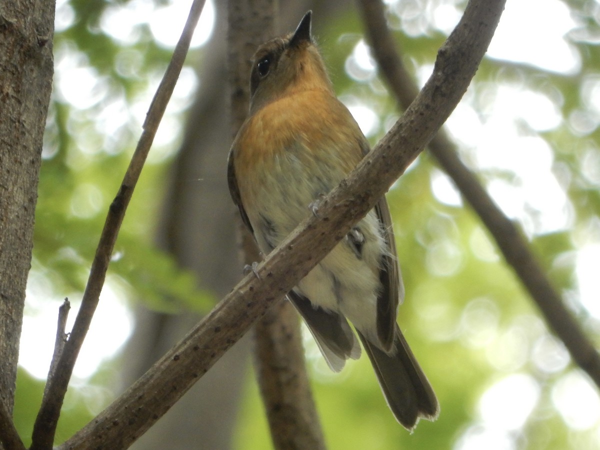 Hainan Blue Flycatcher - ML644068799