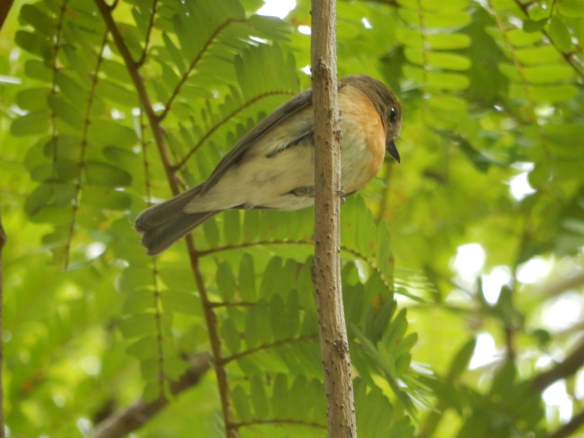 Hainan Blue Flycatcher - ML644068800