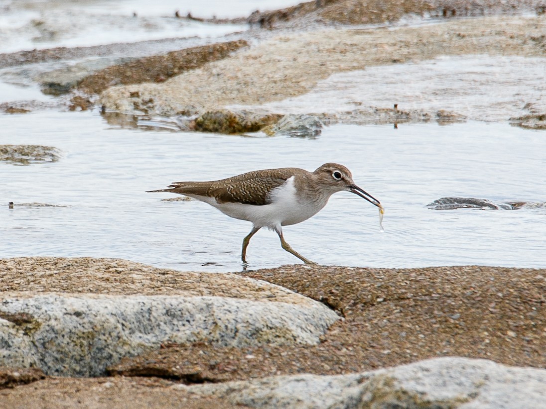 Common Sandpiper - ML644068801