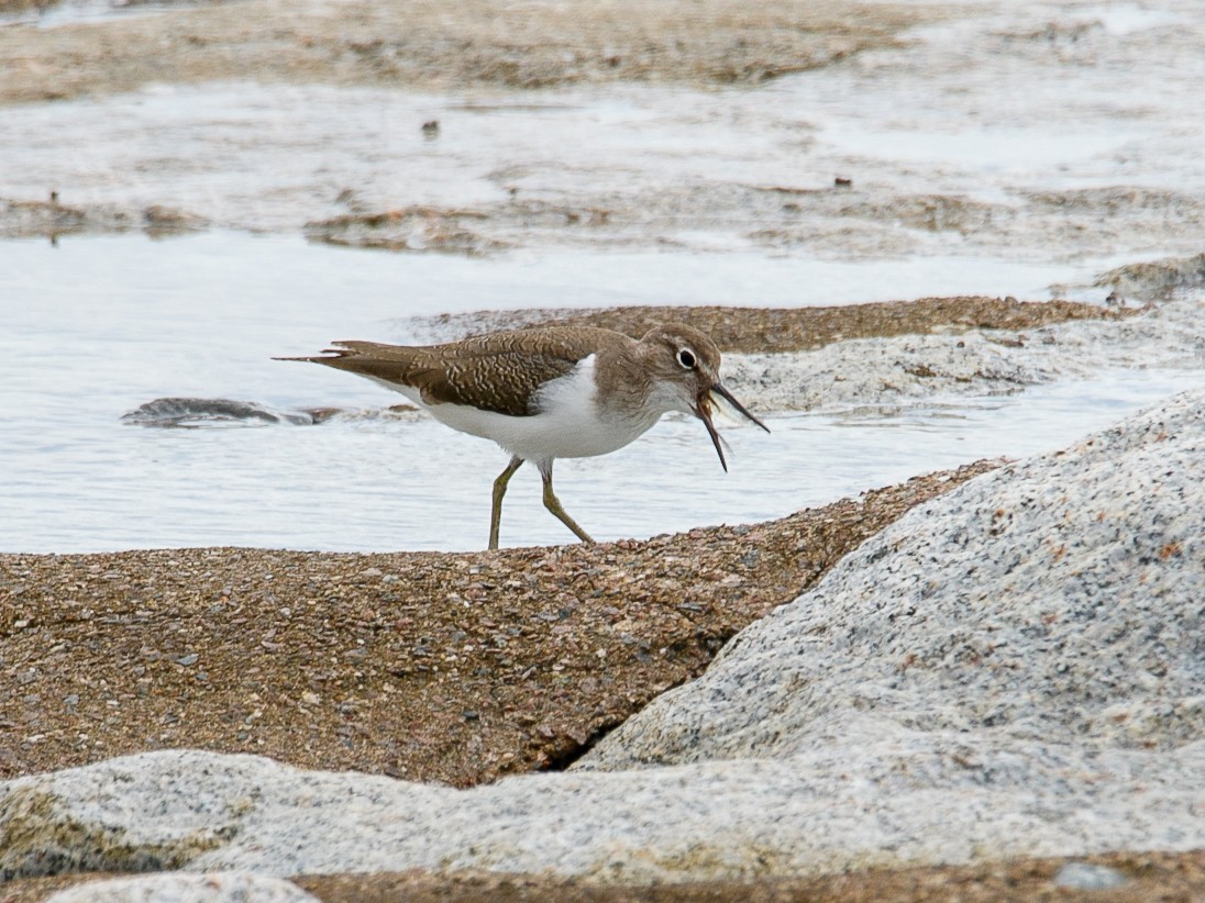 Common Sandpiper - ML644068802