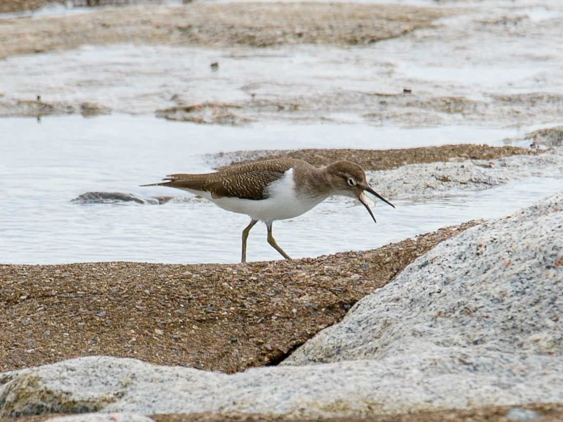 Common Sandpiper - ML644068803