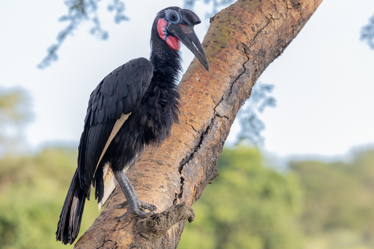 blåmaskehornravn - ML644068830