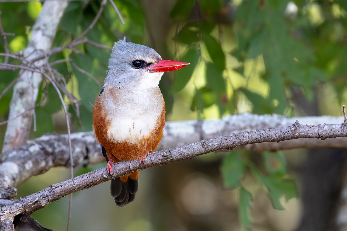 Alción Cabeciblanco - ML644068831