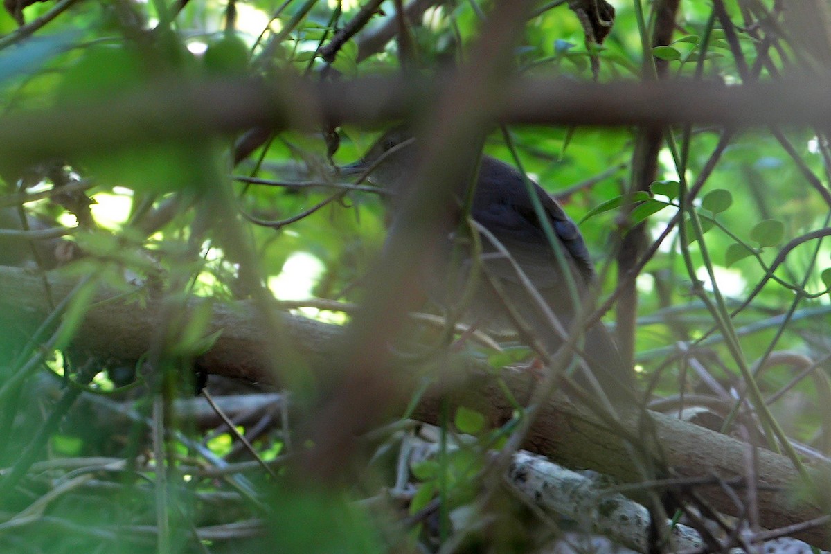 Knysna Warbler - ML644068833