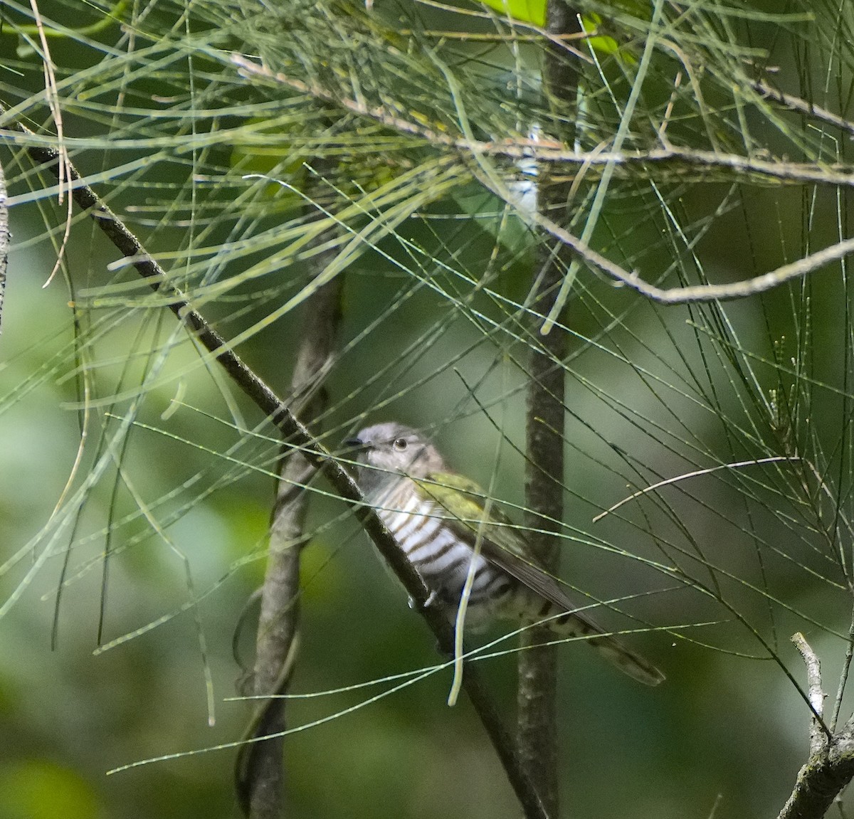 Shining Bronze-Cuckoo - ML644068834