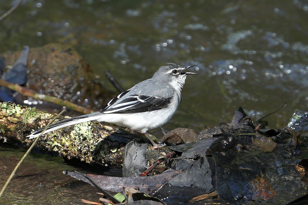 Gri Kuyruksallayan - ML644068836