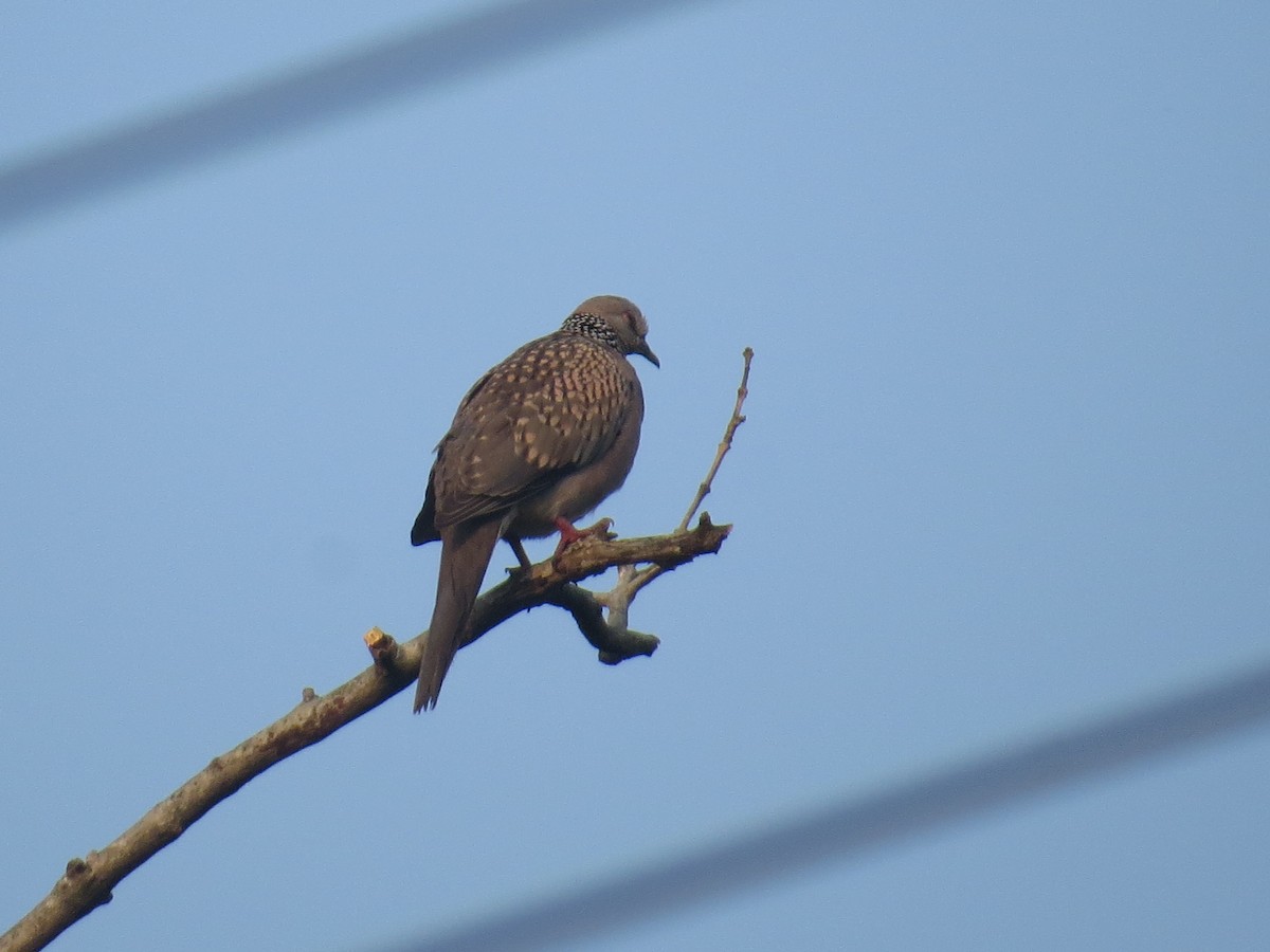 Spotted Dove - ML644068853