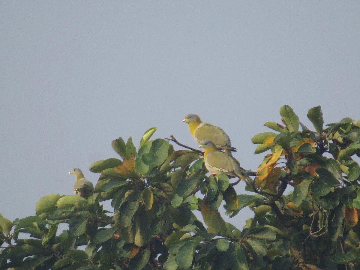 Yellow-footed Green-Pigeon - ML644068858