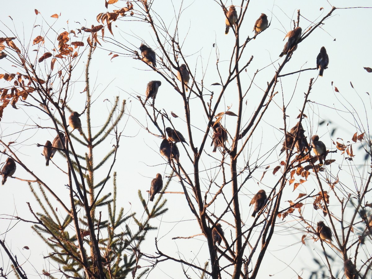 Cedar Waxwing - ML644068866