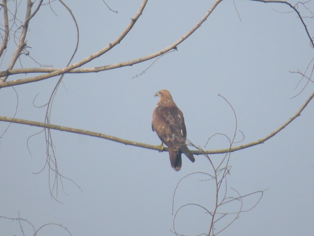 Brahminy Kite - ML644068873