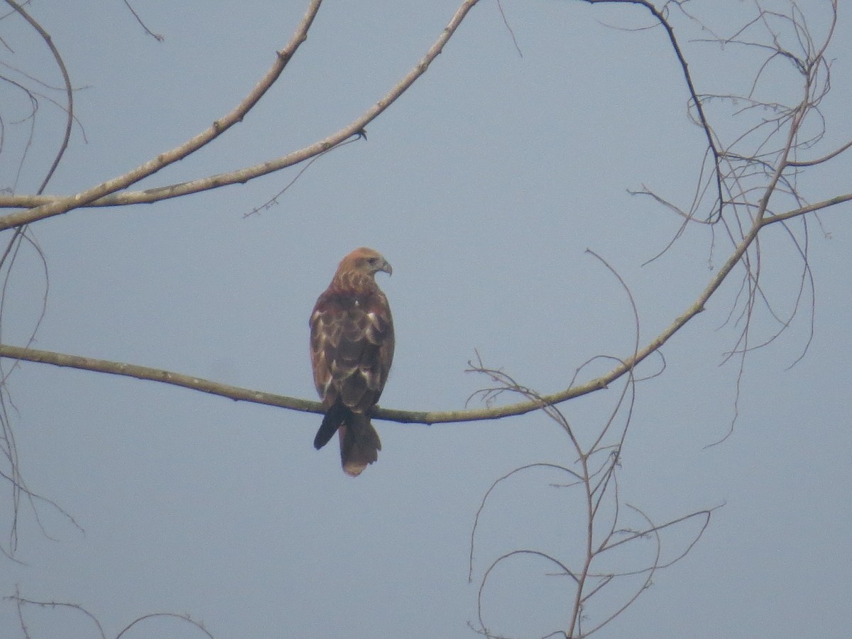 Brahminy Kite - ML644068874