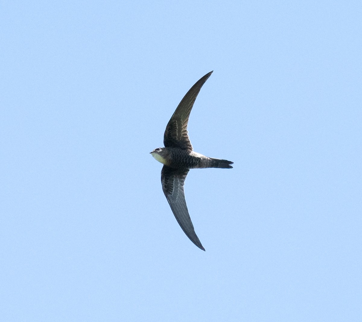 Pacific Swift - ML644068879