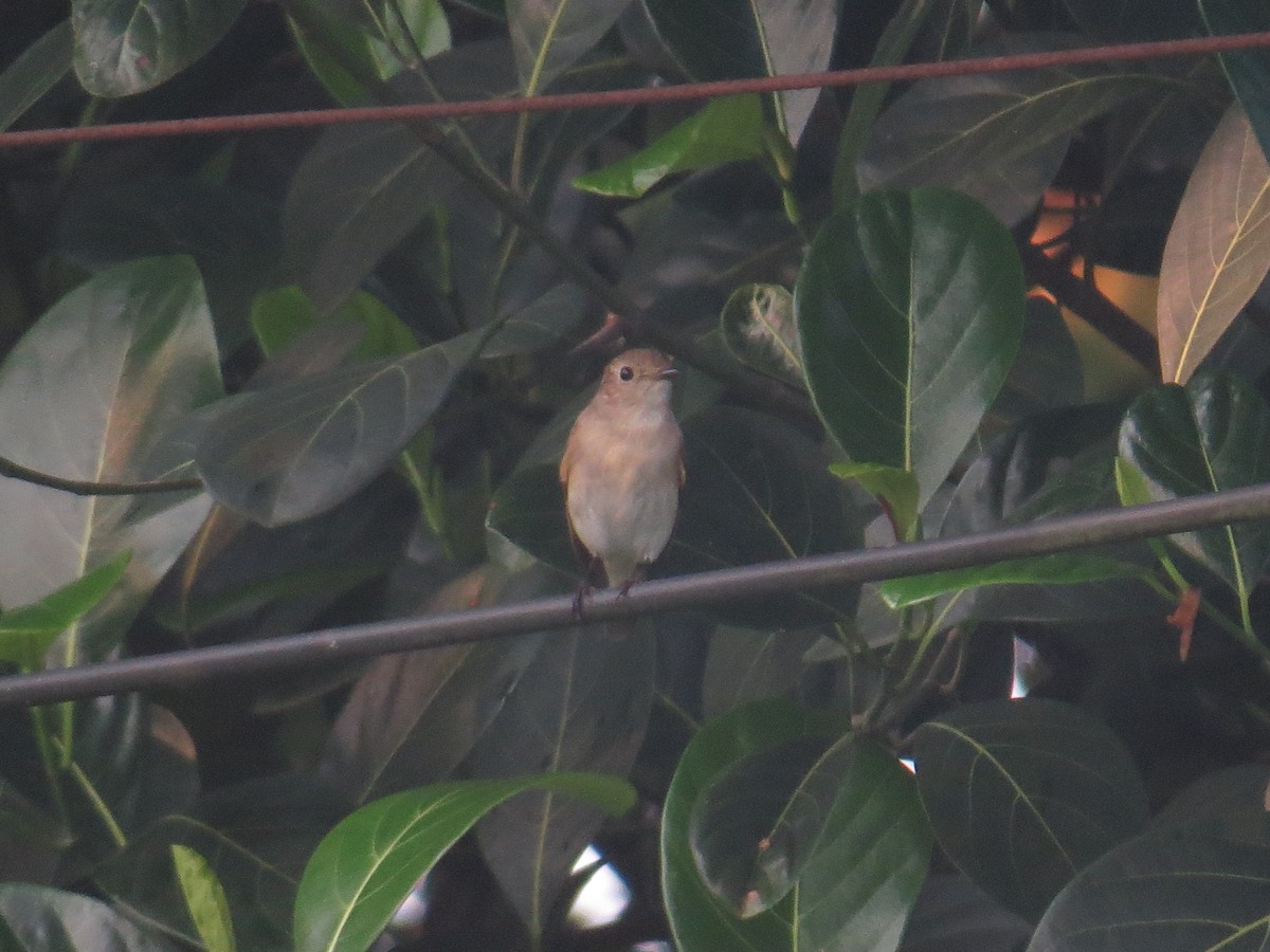 Taiga Flycatcher - ML644068880