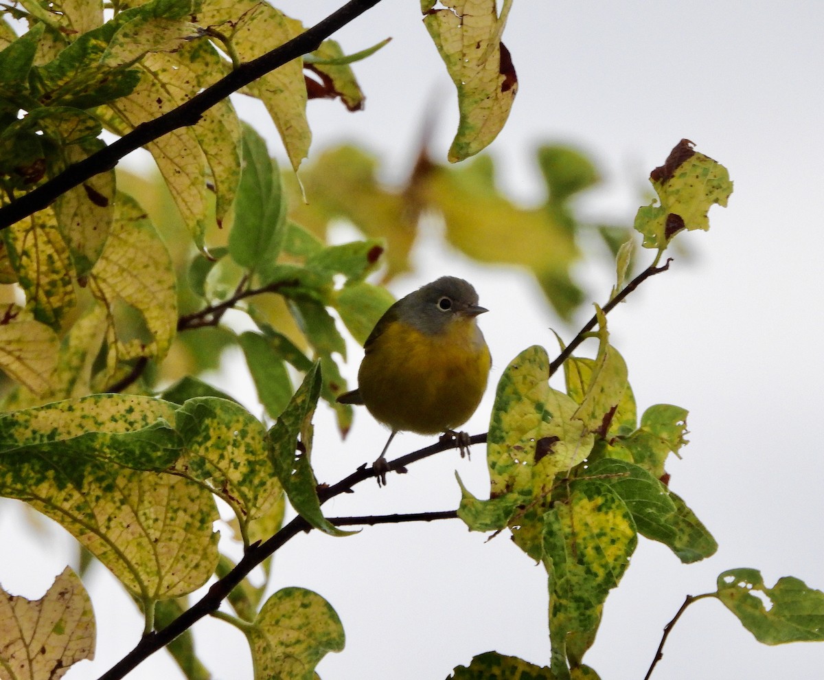 Nashville Warbler - ML644068881