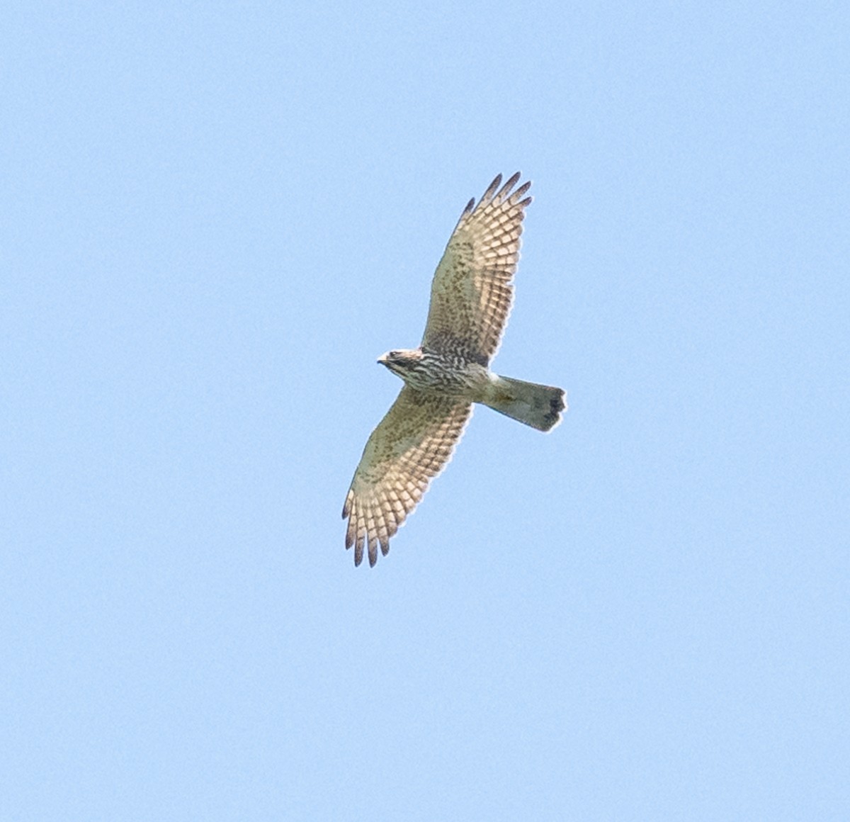 Gray-faced Buzzard - ML644068882