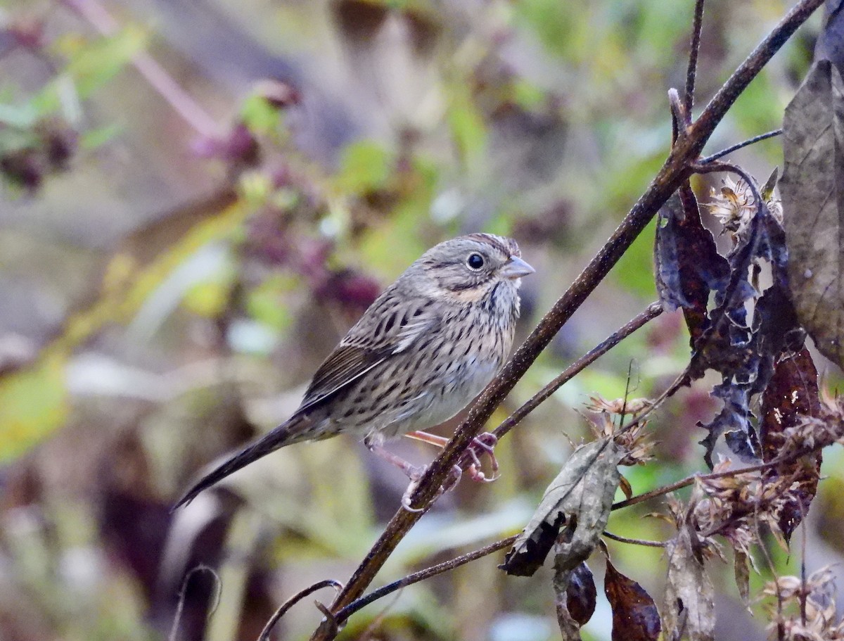 Lincoln's Sparrow - ML644068888