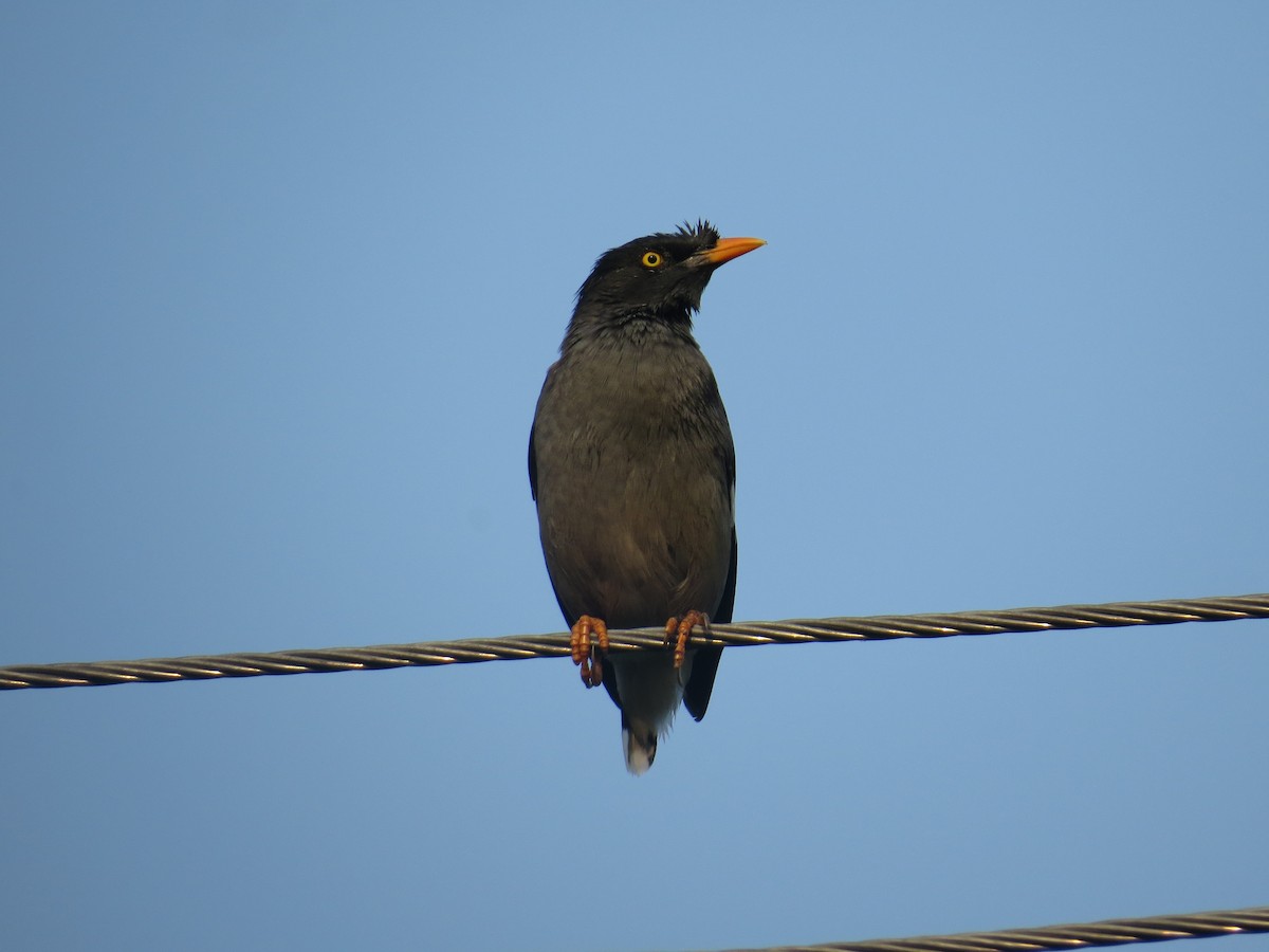 Jungle Myna - ML644068889