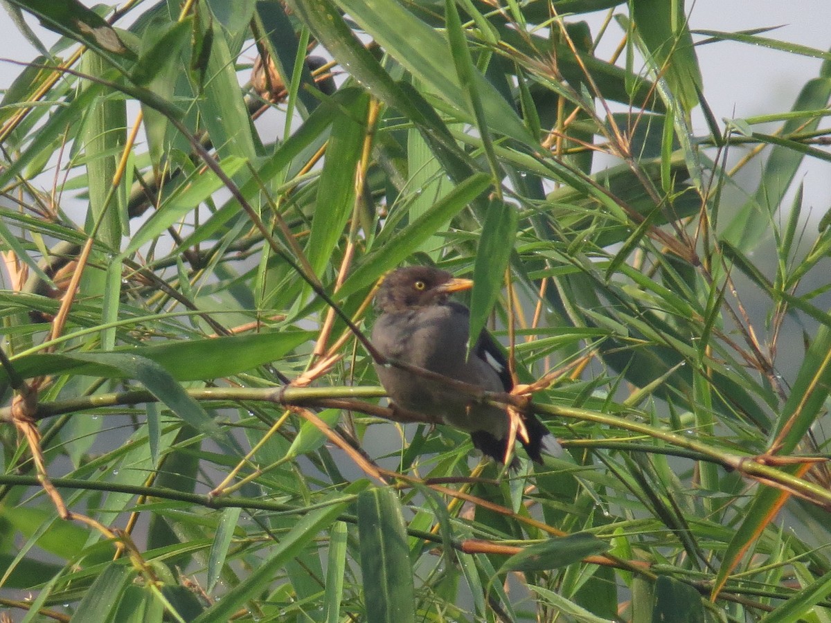 Jungle Myna - ML644068890