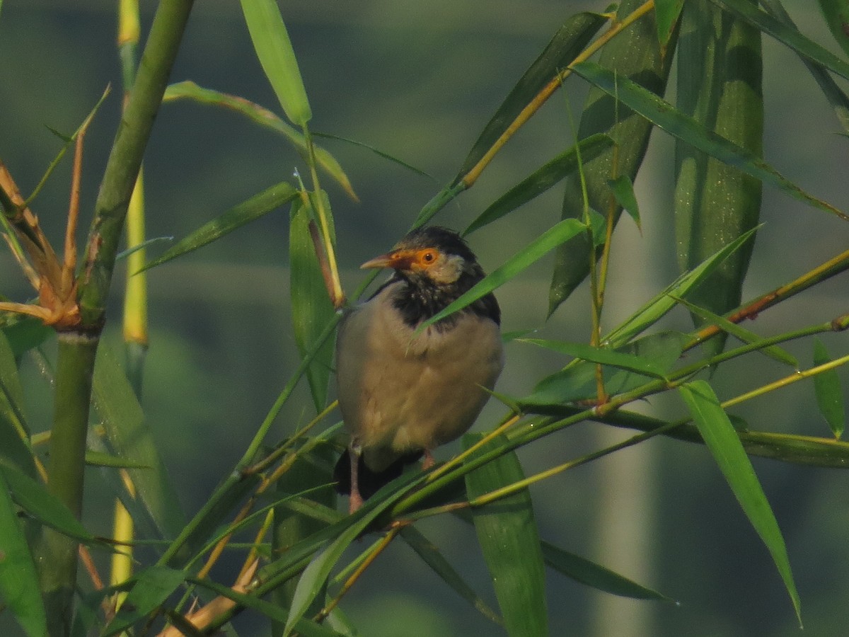 印度鵲椋鳥 - ML644068892