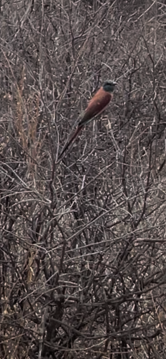 Нубийская щурка - ML644068893