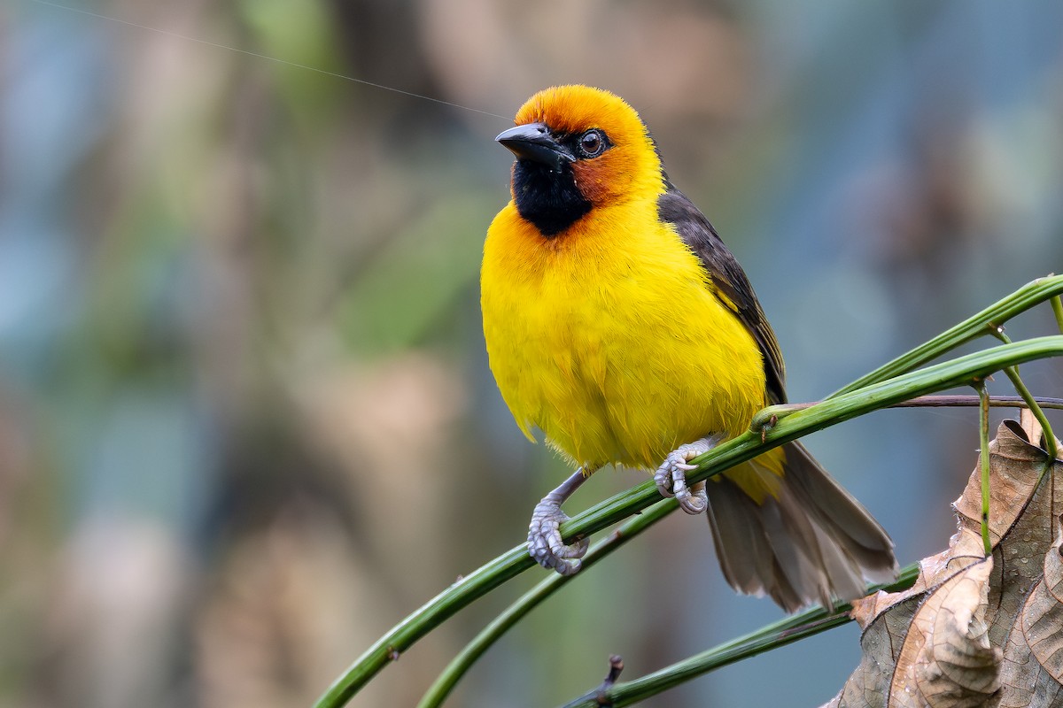 Black-necked Weaver - ML644068895