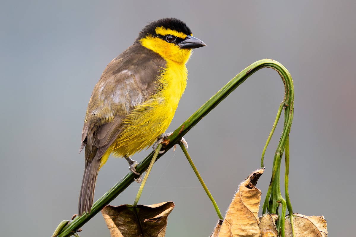 Black-necked Weaver - ML644068896