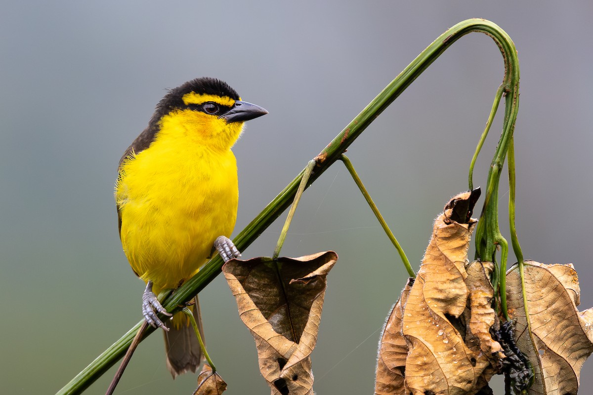 Black-necked Weaver - ML644068897