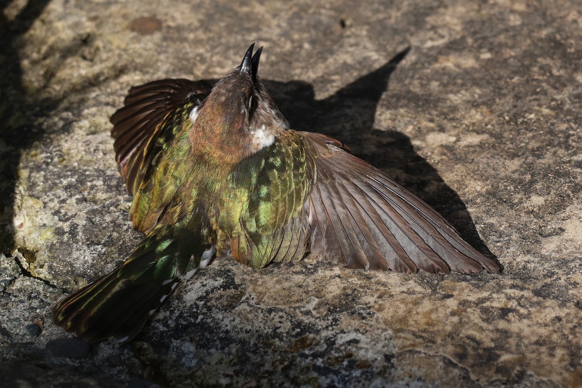 Shining Bronze-Cuckoo - ML644068899