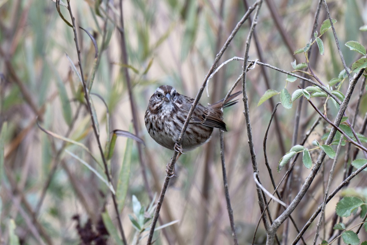 Song Sparrow - ML644068901
