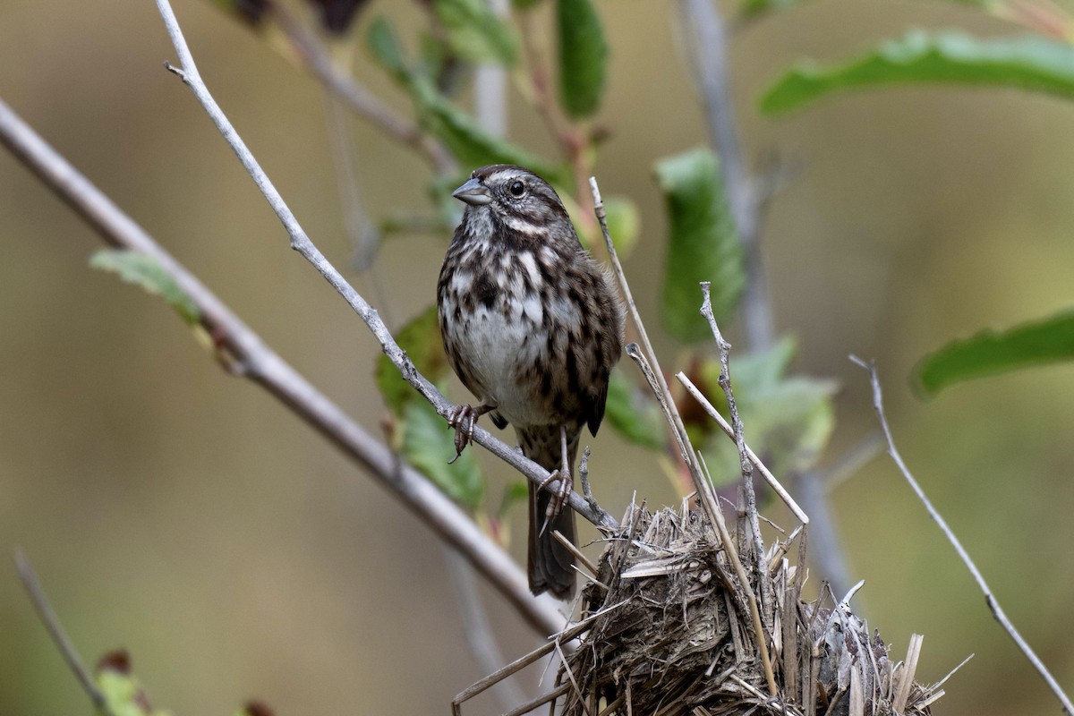 Song Sparrow - ML644068902