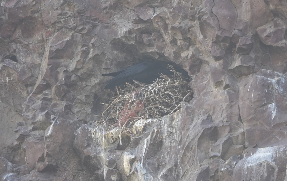 Corvo imperiale - ML644068903