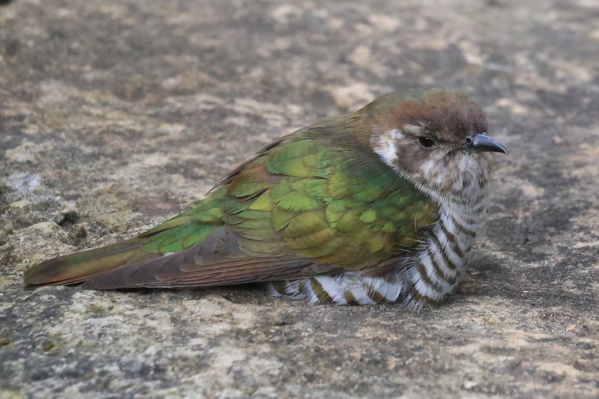 Shining Bronze-Cuckoo - ML644068904