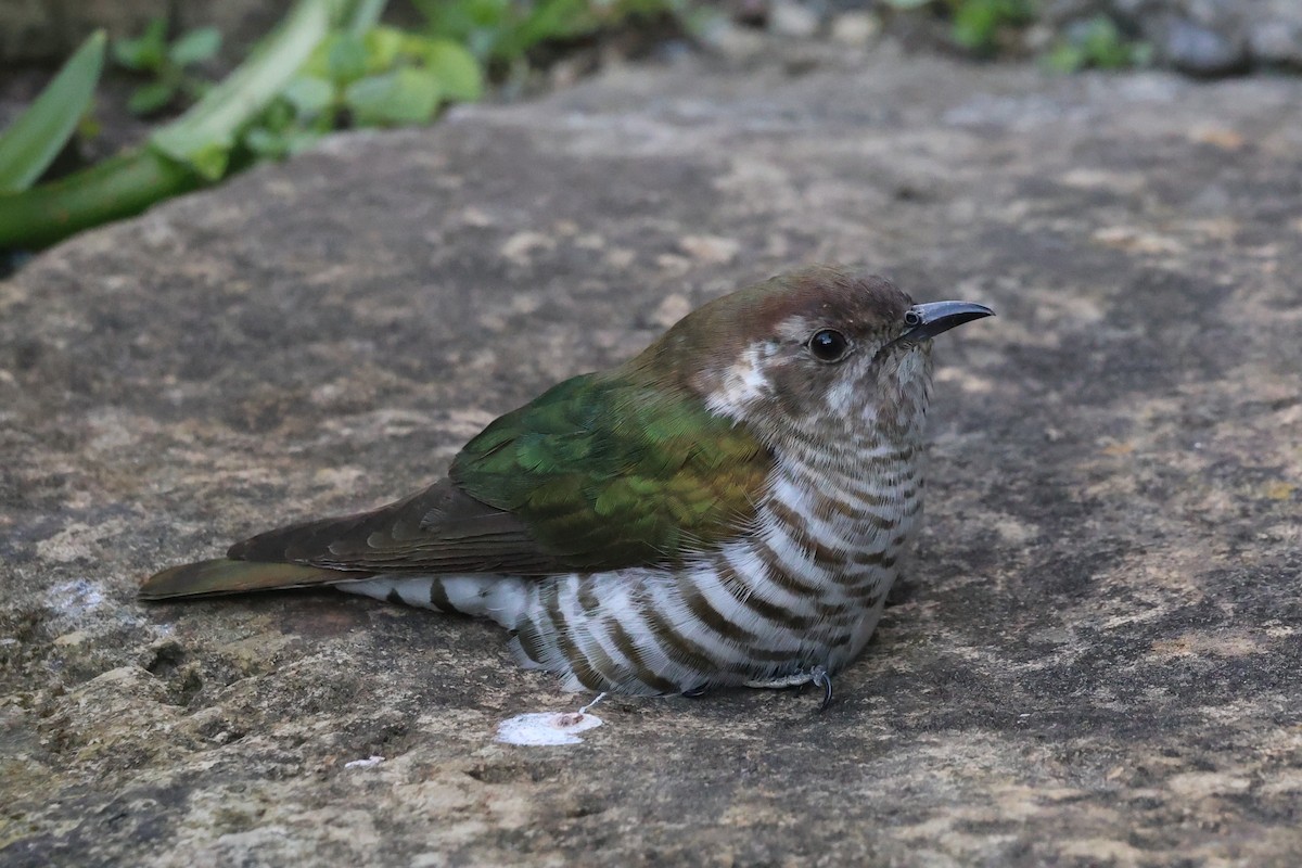 Shining Bronze-Cuckoo - ML644068909